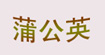 蒲公英