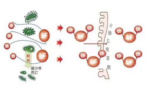乳铁蛋白,乳铁蛋白的作用