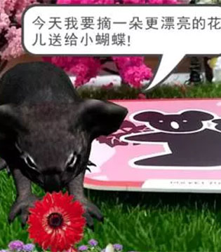 枕边故事,随便摘花,树袋熊