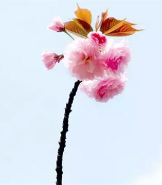 婴花,安宝乐,导购