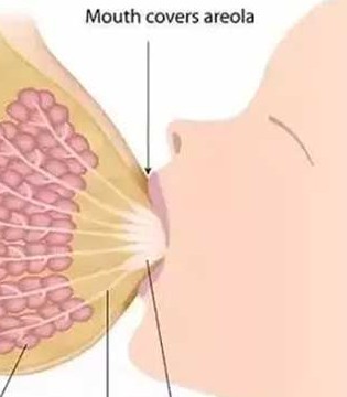 母乳喂养,喂养误区,泌乳