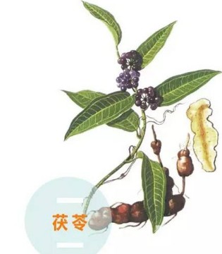 中药,广东,茯苓