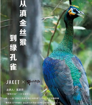 拯救,绿孔雀,熊猫