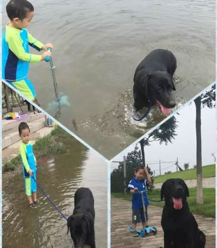萌娃,萌宠,选秀大赛