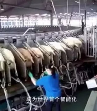 优利士,贝博儿,乳制品,中国羊乳