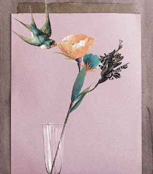 雏鸽,jennepigeon,羽绒订货会