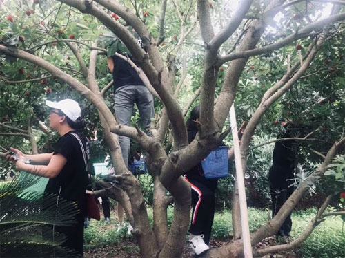 DHAiii又到杨梅鲜红时 浙江孖持服饰户外采摘行