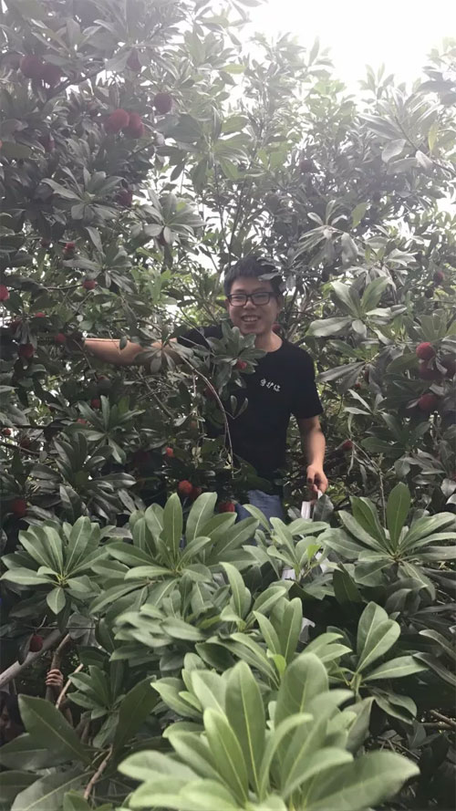 DHAiii又到杨梅鲜红时 浙江孖持服饰户外采摘行