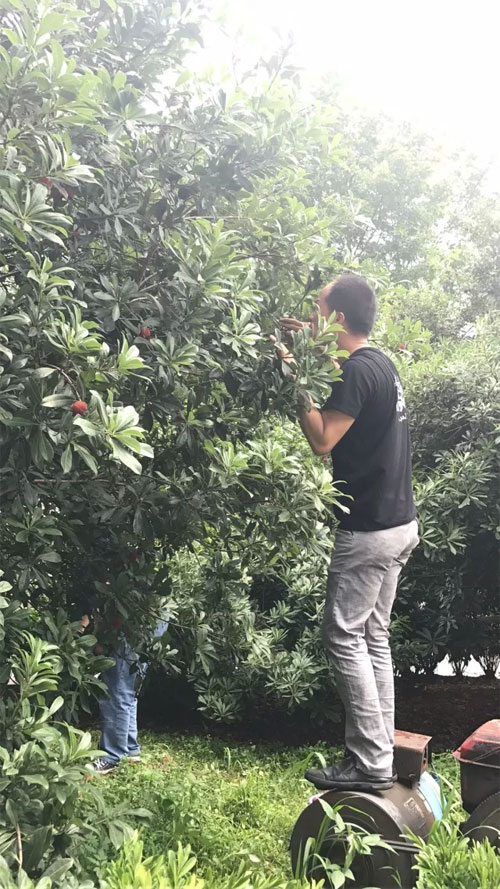 DHAiii又到杨梅鲜红时 浙江孖持服饰户外采摘行