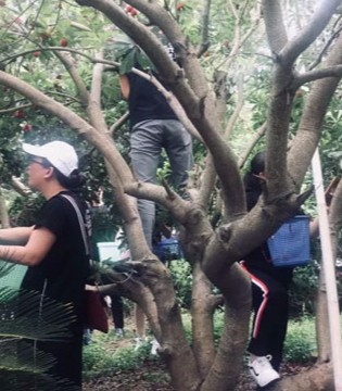 DHAiii,童装,户外,采摘行