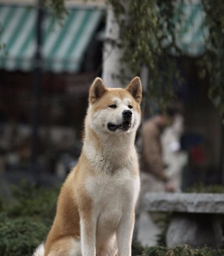 忠犬八公,主人去世导盲犬趴凳占座,八公,狗狗