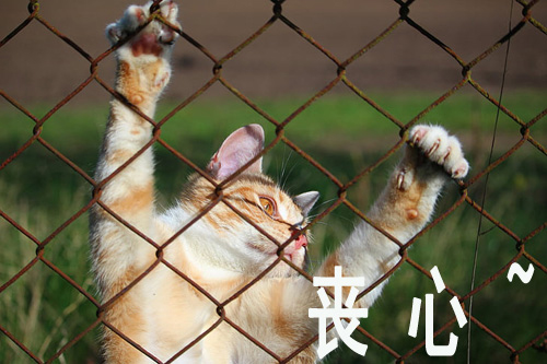 钻石恒久远 一颗就破产!!!!!