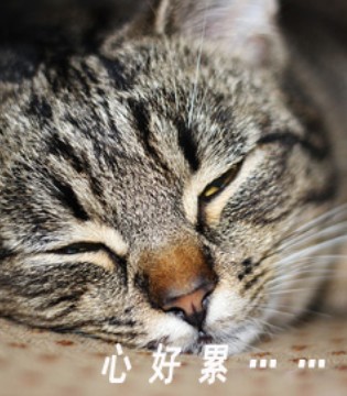 社交恐惧症,社恐,尬聊,害怕聚会