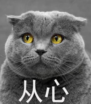 劫持,迪拜,童装,品牌,安米莉,AMILRIS,童装品牌