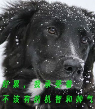 酸菜鱼,森虎儿,品牌,童装,童装品牌,品牌童装