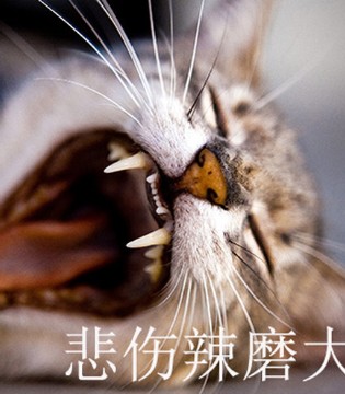 拉酷儿,童装,加盟