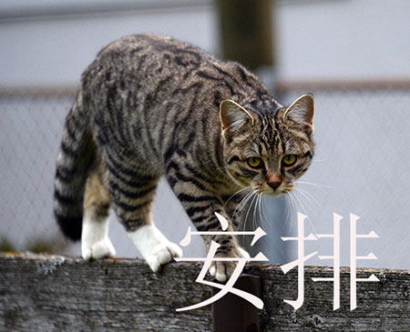 应聘时被要求和面试官打麻将 你敢胡吗?!