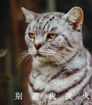 快乐精灵,童装,加盟