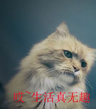 小猪芭那,童装,加盟