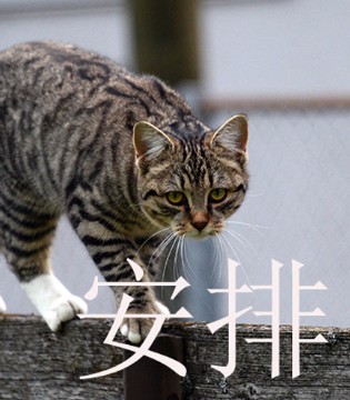 梦芭兔,童装,加盟