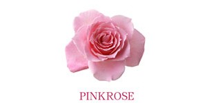 PINKROSE粉玫瑰