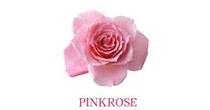 PINKROSE粉玫瑰